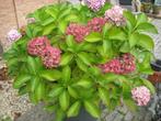 Boeren Hortensia Rose, Vaste plant, Halfschaduw, Zomer, Ophalen
