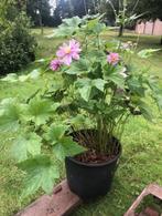 Japanse Anemoon tuinplant , staat de kuip . ongeveer 60 cm, Vaste plant, Halfschaduw, Zomer, Ophalen