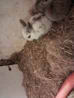 Nog 1 voedster en 3 rammen beschikbaar konijn dwerg hangoor, Dieren en Toebehoren, Meerdere dieren, Dwerg, Hangoor