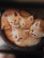 Kruising pers maincoon katers, Dieren en Toebehoren, Katten en Kittens | Raskatten | Langhaar, Meerdere dieren, Ontwormd