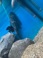 35 cm zeilvin pleco algeneter, Dieren en Toebehoren, Vissen | Aquariumvissen, Vis