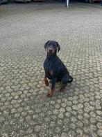 Hond Dobermann, Rabiës (hondsdolheid), Eén hond, 3 tot 5 jaar, Nederland