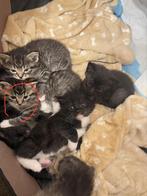 Schattige en lieve kittens, Dieren en Toebehoren, Katten en Kittens | Overige Katten, Meerdere dieren