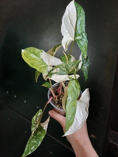 Syngonium albo variegata, Huis en Inrichting, Kamerplanten, Overige soorten, Minder dan 100 cm, Ophalen