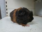 Coronet cavia beertje, Dieren en Toebehoren, Knaagdieren, Cavia, Mannelijk, Juli, Tam