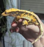 Proven wimper gekko man extreme Harlequin tricolor, Dieren en Toebehoren, Hagedis, 0 tot 2 jaar
