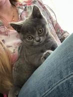 Brits korthaar - 1 kater beschikbaar, Dieren en Toebehoren, Katten en Kittens | Raskatten | Korthaar, Kater, Gechipt