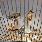 Diverse kanaries, Dieren en Toebehoren, Vogels | Kanaries, Meerdere dieren, Kleurkanarie