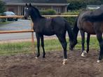 Hengst veulen clocks dreamboy x quaterback, Dieren en Toebehoren, Paarden, Niet van toepassing, Dressuurpaard, 0 tot 2 jaar, Hengst