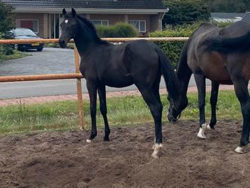 Hengst veulen clocks dreamboy x quaterback beschikbaar voor biedingen