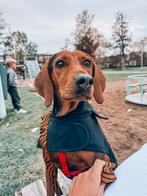 Super lieve Chester is in Nederland, Dieren en Toebehoren, Honden | Niet-rashonden, Rabiës (hondsdolheid), 1 tot 2 jaar, Buitenland