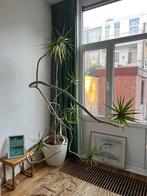 Grote kamerplanten gratis afhalen, Huis en Inrichting, Kamerplanten, Ophalen, 100 tot 150 cm, Halfschaduw, In pot