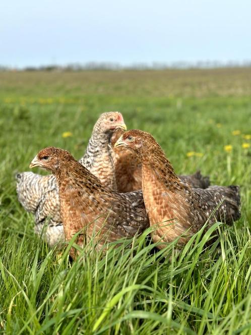 Prachtige jonge tamme Bielefelder kippen hennen gesekst, Dieren en Toebehoren, Pluimvee, Kip, Vrouwelijk