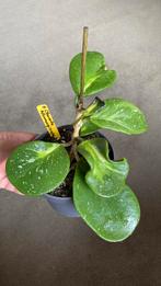 Hoya Obovata variegata, Ophalen of Verzenden, Overige soorten, Minder dan 100 cm