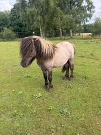 Leuke shetlander hengst, Dieren en Toebehoren, Hengst