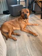 Rottweiler x Mastief, Rabiës (hondsdolheid), Reu, Eén hond, 3 tot 5 jaar