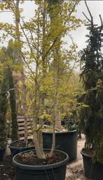 Japanse notenboom, Overige soorten, Lente, 250 tot 400 cm, Ophalen