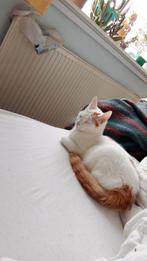 Mijn kat Tommie is vermist! Wijk Oppenkoppelerhoek Almelo