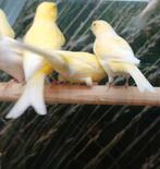 Kanaries diverse koppels en losse mannen., Meerdere dieren, Kleurkanarie