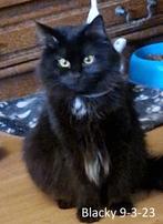 1 Maine coon poes , herplaatser, Dieren en Toebehoren, Poes, Gechipt, 0 tot 2 jaar