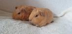 4 prachtige creme cavia beertjes., Dieren en Toebehoren, Knaagdieren, Oktober, Mannelijk, Cavia