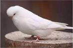 te koop gevraagd, albino engelse grasparkiet, Dieren en Toebehoren, Vogels | Parkieten en Papegaaien, Meerdere dieren, Parkiet