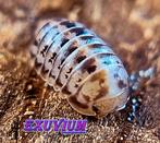 Spherillo raffaelei isopods / pissebedden, Dieren en Toebehoren, Overige soorten