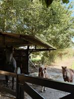 Verzorgster/bijrijder gezocht voor mijn kudde!, Dieren en Toebehoren, Stalling en Weidegang