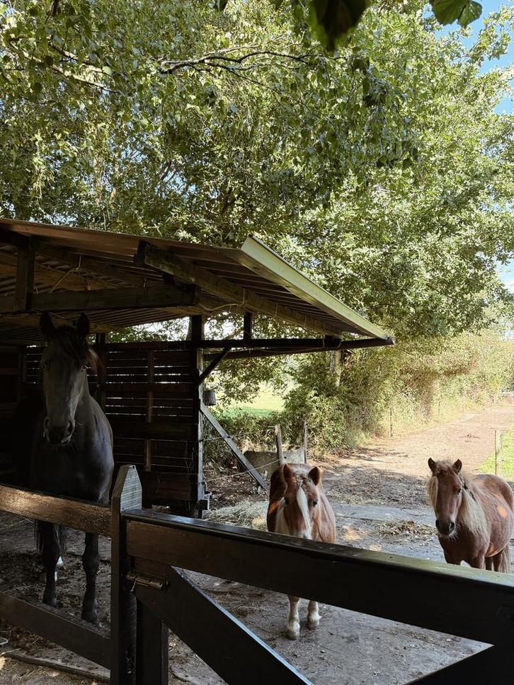 Verzorgster/bijrijder gezocht voor mijn kudde!, Dieren en Toebehoren, Stalling en Weidegang