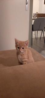 allemaal gereserveerd, Meerdere dieren, Kortharig, 0 tot 2 jaar