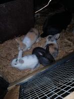 Leuke dwerg konijntjes te koop, Dieren en Toebehoren, Konijnen, Meerdere dieren, Dwerg, 0 tot 2 jaar