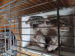Chinese dwergkwartels haantjes, Dieren en Toebehoren, Vogels | Overige Vogels, Mannelijk, Tropenvogel