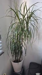 Multiple plants, Ophalen, Vaste plant, Overige soorten