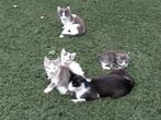 Kittens, grijs met wit, één poesje, drie katers, Dieren en Toebehoren, Meerdere dieren, Kortharig, 0 tot 2 jaar