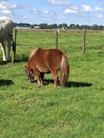 Te koop: Shetland pony, hengst, Dieren en Toebehoren, Pony's, Hengst, Niet van toepassing, A pony (tot 1.17m), 3 tot 6 jaar