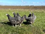Jonge tamme Noord Hollandse Blauwe kippen gesekst en ingeënt, Dieren en Toebehoren, Kip, Vrouwelijk
