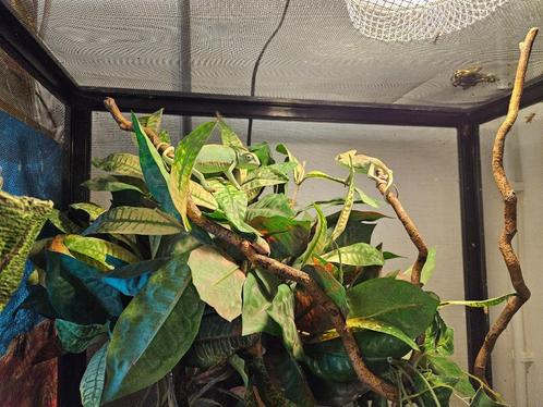 Chamaeleo calyptratus jemen kameleon's, Dieren en Toebehoren, Reptielen en Amfibieën, Hagedis, 0 tot 2 jaar
