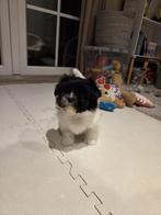 Prachtig klein lief en sociaal meisje (boomer), Dieren en Toebehoren, Overige rassen, CDV (hondenziekte), 8 tot 15 weken, Teef