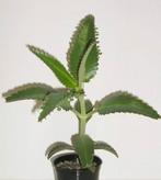 Kalanchoë Daigremontiana

 Moeder van duizend, Huis en Inrichting, Kamerplanten, Ophalen, Vetplant, Minder dan 100 cm