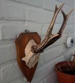 Taxidermie,Taxidermy "ree gewei 6 ender " op schild, Verzamelen, Dierenverzamelingen, Ophalen of Verzenden, Zo goed als nieuw