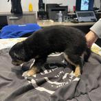 chihuahua pups, Dieren en Toebehoren, Honden | Chihuahua's en Gezelschapshonden, België, Fokker | Hobbymatig, 8 tot 15 weken, Meerdere