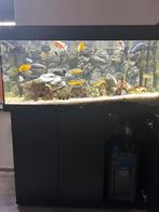 Juwel rio 180 liter cycliden bak, Dieren en Toebehoren, Vissen | Aquaria en Toebehoren, Ophalen of Verzenden, Zo goed als nieuw
