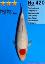Tancho Showa – Dainichi Koifarm (Gacha Monroe) - Tosai 28 cm, Karper of Koi
