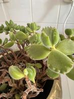 3x grote eendenpoot plant “Cotyledon”, Huis en Inrichting, Kamerplanten, Ophalen, Overige soorten, Minder dan 100 cm