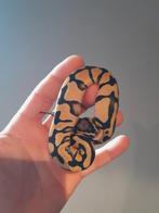 1.0 Orangedream pastel DH Clown Pied python regius, Dieren en Toebehoren, Reptielen en Amfibieën, Slang, 0 tot 2 jaar