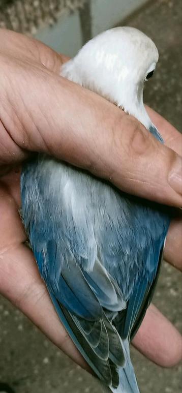 Prachtige piep jonge agapornis fisheri opaline euwing violet beschikbaar voor biedingen