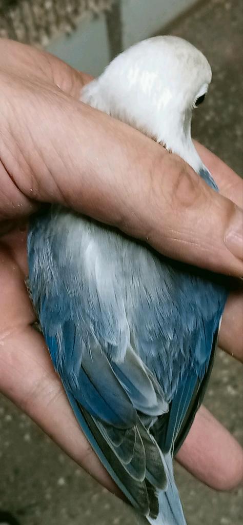 Prachtige piep jonge agapornis fisheri opaline euwing violet, Dieren en Toebehoren, Vogels | Parkieten en Papegaaien, Dwergpapegaai of Agapornis