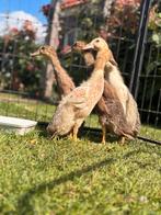 Loopeenden/flesseneenden/indische loopeenden, Dieren en Toebehoren, Meerdere dieren, Eend