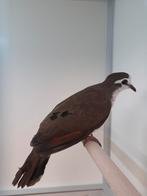 3-0 Tamboerijn duif, Dieren en Toebehoren, Vogels | Overige Vogels, Vrouwelijk