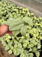 Scindapsus platinum silver hero, Ophalen of Verzenden, Overige soorten, Minder dan 100 cm
